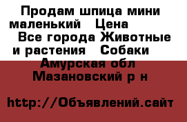 Продам шпица мини маленький › Цена ­ 15 000 - Все города Животные и растения » Собаки   . Амурская обл.,Мазановский р-н